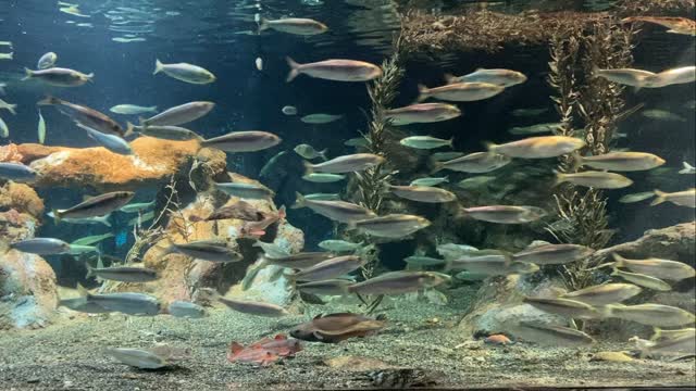 おたる水族館🐟🐟🐟

水中を舞う鰊や鰈。
いつまでも見ていられそう。
頭がぼんやりしてきます。

#おたる水族館
#にしん
#かれい
#小樽人
#msugimoto